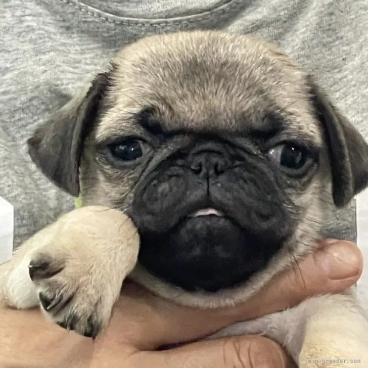 ID：2307-01272の子犬