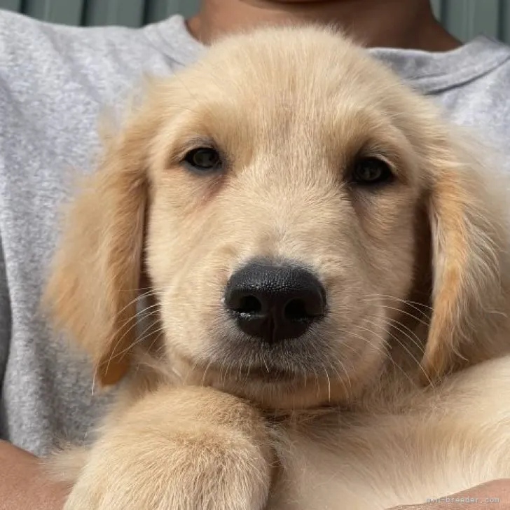 ルカ 様のお迎えした子犬