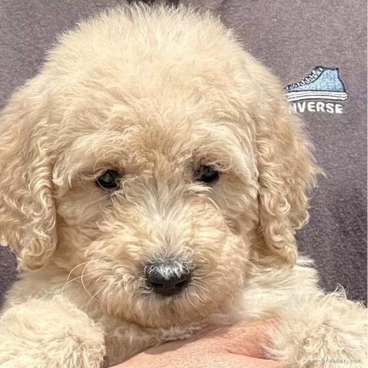 ID：2404-01244の子犬