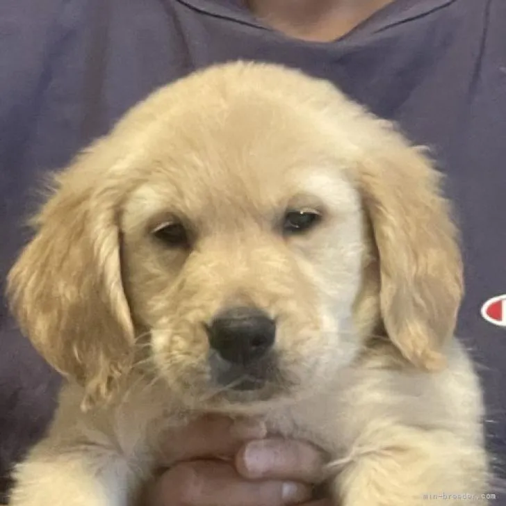 ID：2210-04005の子犬