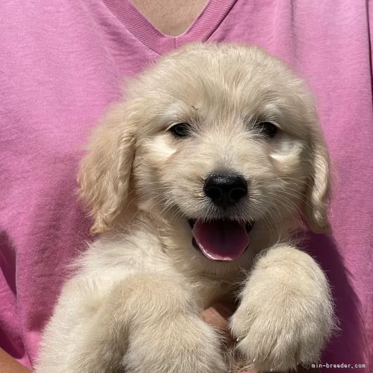 ID：2408-02627の子犬