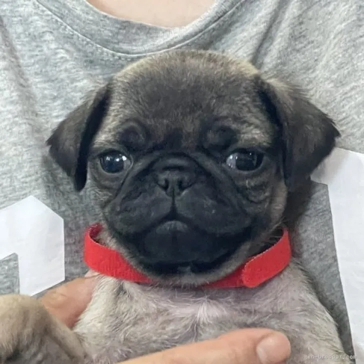 K.I 様のお迎えした子犬