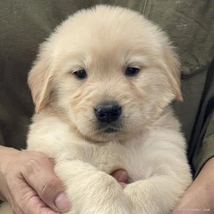 ID：2304-04414の子犬