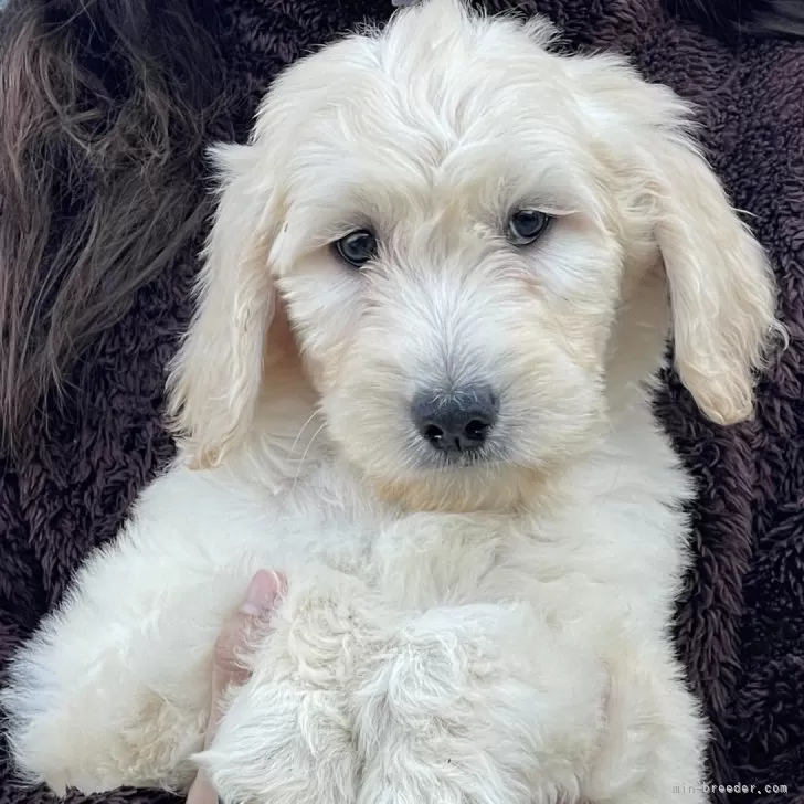 ID:2411-00624の子犬