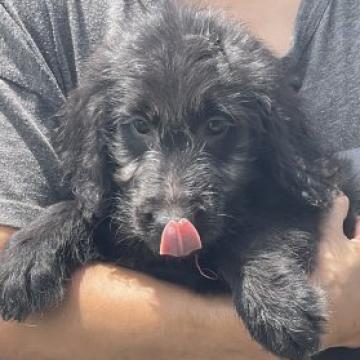 ゴールデンドゥードル【岐阜県・女の子・2022年5月8日・シルバー】の写真「父親ゴールデンと母親スタンダードプードルの
子」