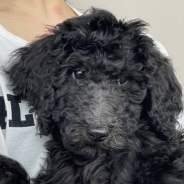 スタンダードプードル【岐阜県・女の子・2022年11月17日・シルバー又はブラック】の写真「かわいい女の子です」