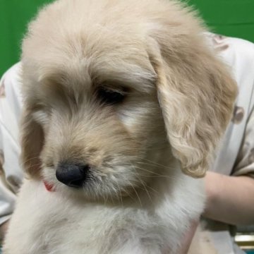 ゴールデンドゥードル【岐阜県・女の子・2023年1月16日・クリーム系】の写真「かわいい女の子です」