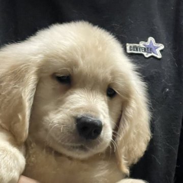 ゴールデンレトリバー【岐阜県・男の子・2022年3月23日・ゴールド】の写真「かわいい男の子です」