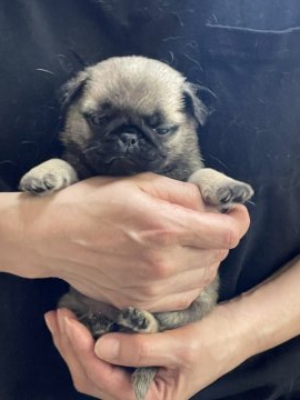 パグ【岐阜県・女の子・2022年3月1日・フォーン】の写真「ふてぶてしいかわいい顔しております」