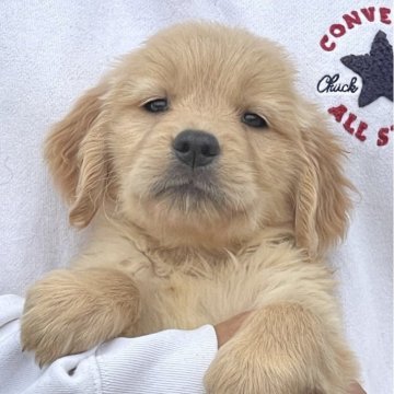 ゴールデンレトリバー【岐阜県・女の子・2024年3月21日・ゴールデン】の写真「可愛いお顔しております932」