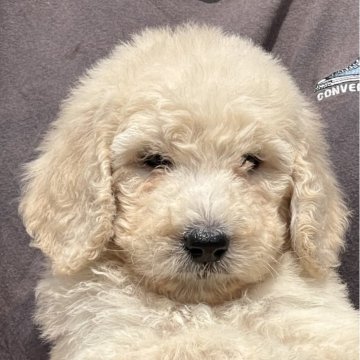 スタンダードプードル【岐阜県・男の子・2024年2月18日・アプリ】の写真「モフモフです823」