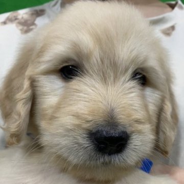 ゴールデンドゥードル【岐阜県・女の子・2023年1月16日・クリーム系】の写真「かわいい女の子です」