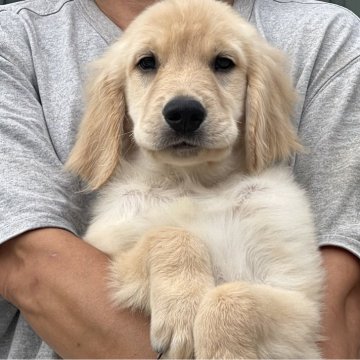 ゴールデンレトリバー【岐阜県・男の子・2024年3月21日・ゴールデン】の写真「可愛いお顔しております936」