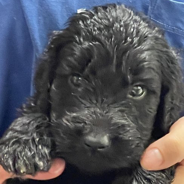 ゴールデンドゥードル【岐阜県・男の子・2022年5月8日・シルバー】の写真「父親ゴールデンと母親スタンダードプードルの
子」