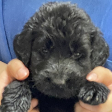 ゴールデンドゥードル【岐阜県・女の子・2022年5月8日・シルバー】の写真「父親ゴールデンと母親スタンダードプードルの
子」