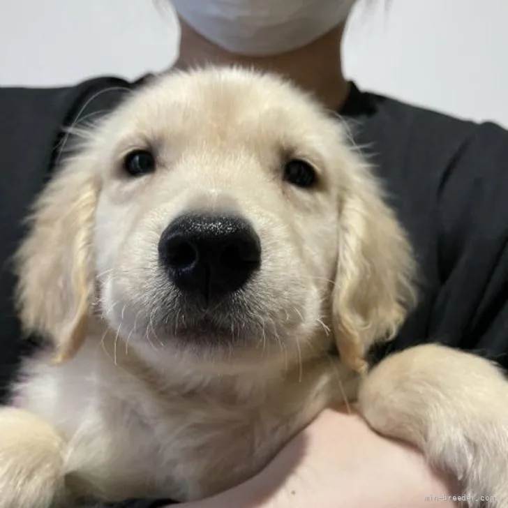 キオラ 様のお迎えした子犬