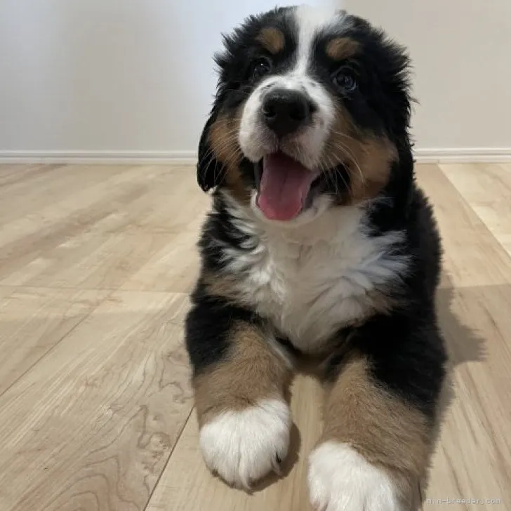 ID:2307-05188の子犬