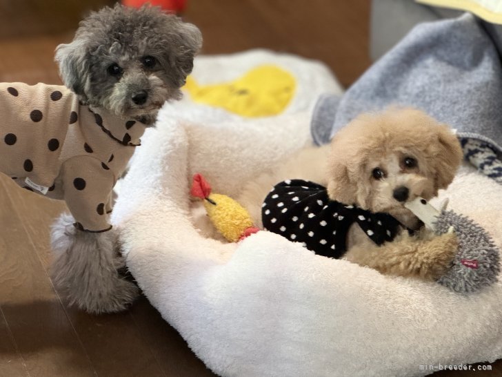 江幡　聡美(えばた　さとみ)ブリーダー(茨城県・トイプードルなど・JKC登録)の紹介写真4