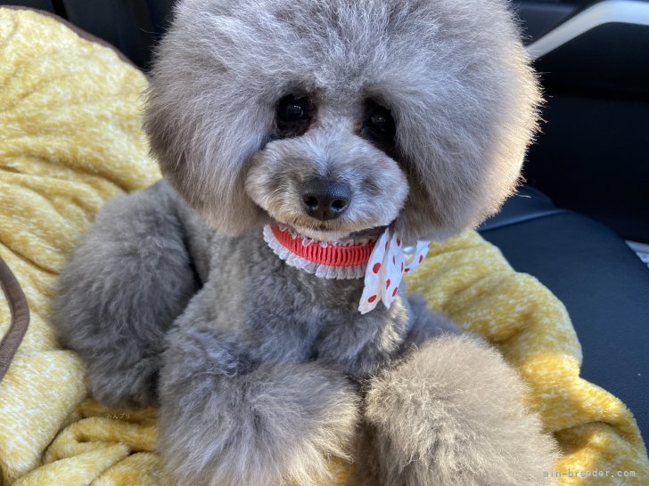 江幡　聡美(えばた　さとみ)ブリーダー(茨城県・トイプードルなど・JKC登録)の紹介写真7