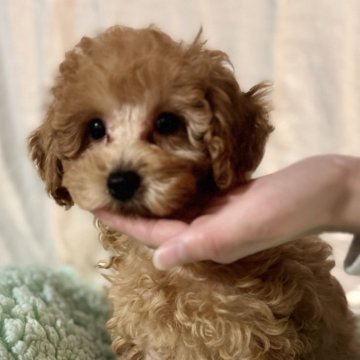 トイプードル(トイ)【茨城県・男の子・2024年10月30日・レッド】の写真「安心サイズ♡愛嬌たっぷりの男の子ですꯁꯧ」