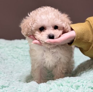 トイプードル(タイニー)【茨城県・女の子・2024年10月28日・シルバーベージュ】の写真「愛らしいお顔がとってもcuteな女の子ですꯁꯧ」