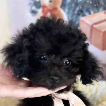トイプードル(タイニー)【茨城県・女の子・2024年8月10日・ブラック】の写真「とっても元気な女の子♡」