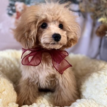 トイプードル(トイ)【茨城県・女の子・2024年5月25日・レッド】の写真「キラキラおめ目が可愛い美人さん♡」