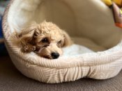 タイニープードル【・男の子・2022年6月23日・アプリコット】