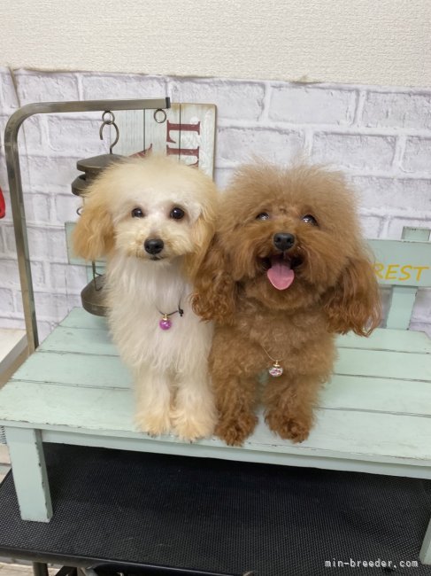 可愛いパパ犬ママ犬です｜岩見　知恵美(いわみ　ちえみ)ブリーダー(福岡県・トイプードル・JKC登録)の紹介写真6