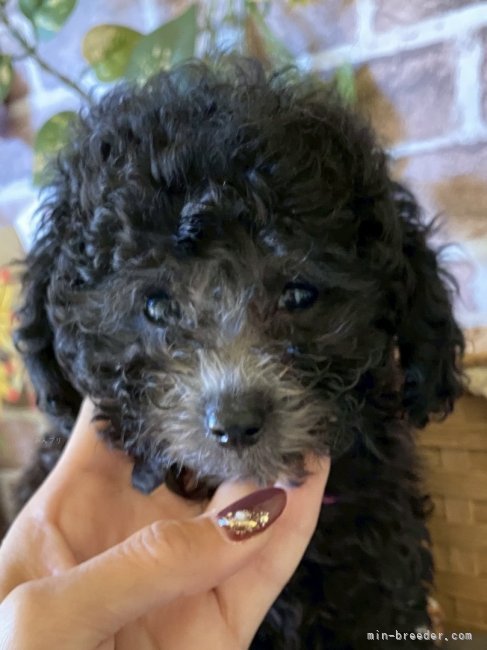 岩見知恵美ブリーダーのブログ：ご案内