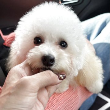 タイニープードル【福岡県・女の子・2025年5月16日・ホワイト】の写真「キュートなgirl」