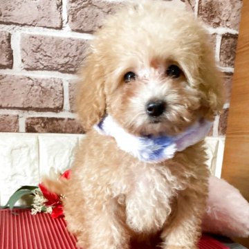 トイプードル(タイニー)【福岡県・女の子・2025年8月22日・オレンジフォーン(アプリコット)】の写真「かわいいお姫様」