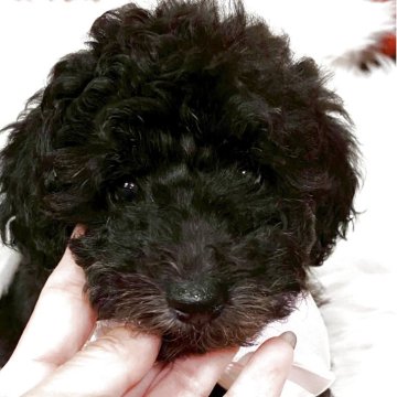 トイプードル(トイ)【福岡県・女の子・2025年8月21日・グレー(シルバー)】の写真「美しい豊毛のシルバーレディ」