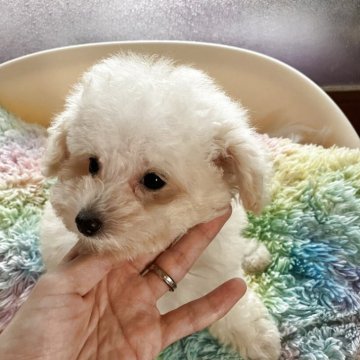 トイプードル(ティーカップ)【福岡県・男の子・2025年5月31日・ホワイト】の写真「女の子みたいな優しいお顔」