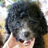 ティーカッププードル【福岡県・女の子・2025年8月21日・グレー(シルバー)】の写真1「お写真で伝わらない可愛さ」