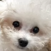 タイニープードル