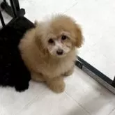 タイニープードル【福岡県・女の子・2025年8月22日・アプリコット(オレンジフォーン)】の写真2「お写真苦手ですが頑張ってくれてます毛質もフワフワです」