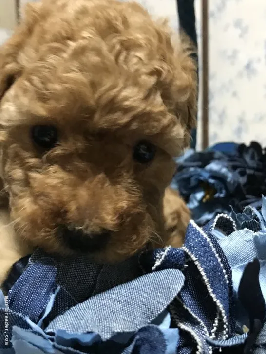 ID:2004-00211の子犬
