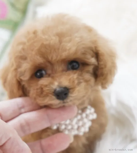 ID：2201-01036の子犬
