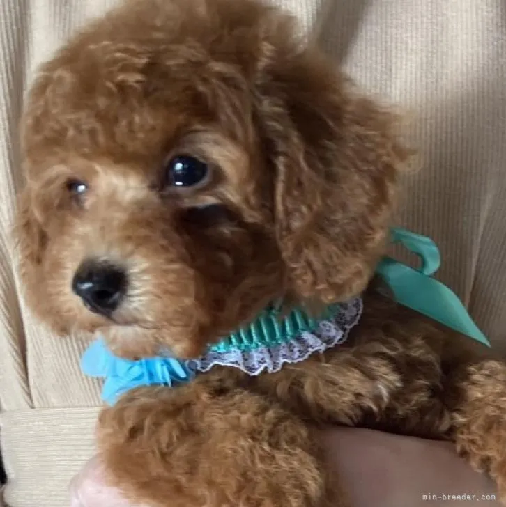 ID：2210-00807の子犬