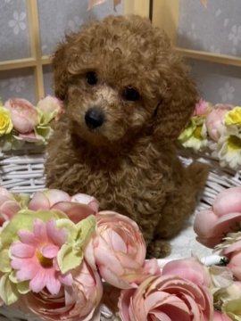 トイプードル(タイニー)【福岡県・女の子・2021年4月21日・レッド】の写真「可愛い私」