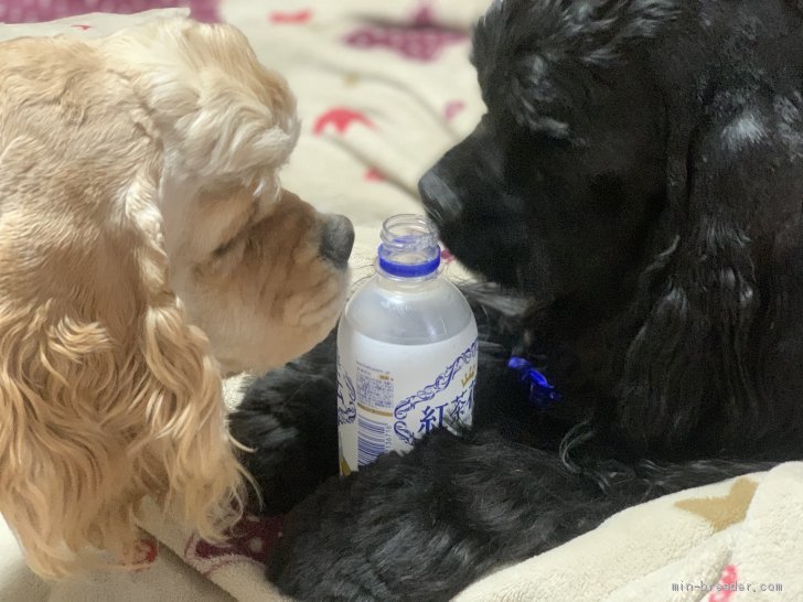 当犬舎のワンズはみんな温厚で仲良く遊んでいます｜山崎　智子(やまさき　ともこ)ブリーダー(岡山県・アメリカンコッカースパニエル・JKC登録)の紹介写真3