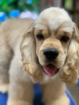 アメリカンコッカースパニエル【岡山県・男の子・2021年3月21日・バフ】の写真「☆チャンピオン直子☆天真爛漫☆人懐こく甘え上手君☆」