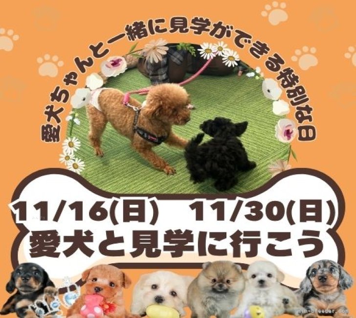 この日だけ！愛犬ちゃんと一緒にご見学できます🎵詳しくはブログをご覧ください👀｜鈴木　理菜(すずき　りな)ブリーダー(茨城県・トイプードルなど・JKC登録)の紹介写真2