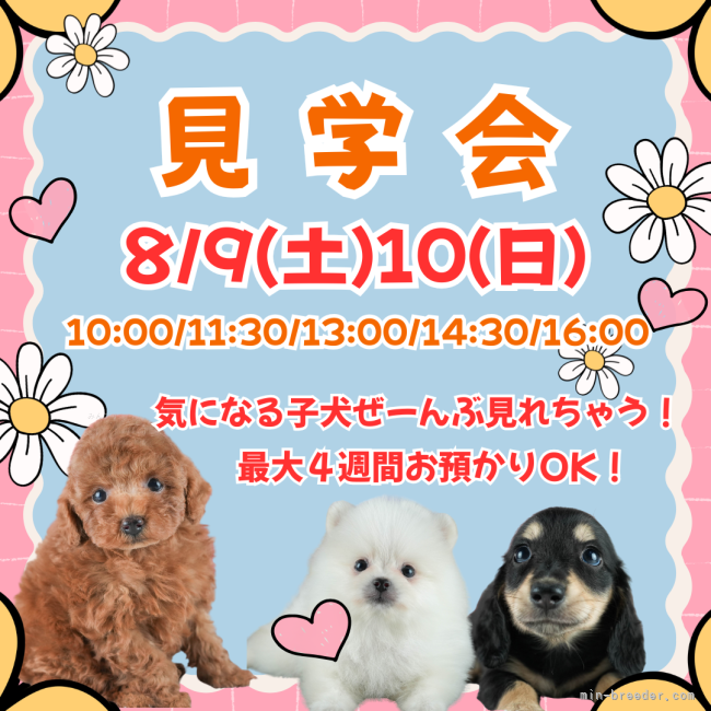 鈴木理菜ブリーダーのブログ：🌼見たい子全部集合？！気になる子ぜ〜んぶ会える2日間🐶💓
