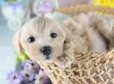 マルプー(マルチーズ×トイプードル)【茨城県・男の子・2025年6月18日・クリーム】の写真10「北関東で一番の掲載数！🐶たくさんの子から出会いを見つけませんか？💖」