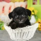 チワプー(チワワ×トイプードル)【茨城県・男の子・2025年9月22日・ブラック&ホワイト】の写真11「北関東で一番の掲載数！🐶たくさんの子から出会いを見つけませんか？💖」