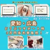 チワワ(スムース)【茨城県・女の子・2025年7月17日・ブラックタン】の写真6「愛知・広島のコウノトリ限定でサポート料3万円を負担します！詳しくはお問い合わせください🌟」