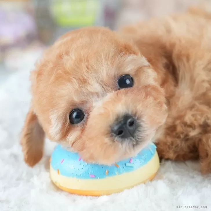 A.H 様のお迎えした子犬