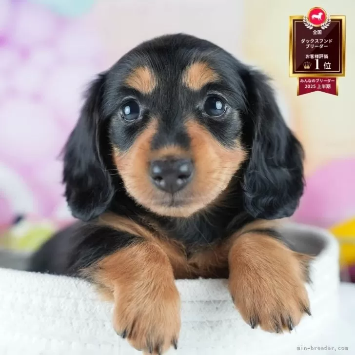 ID:2508-01583の子犬